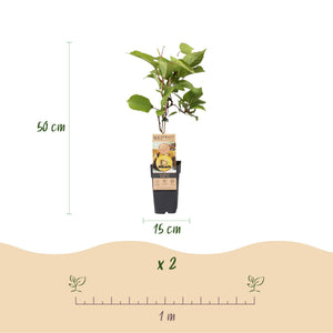 Livraison plante Kiwi doré Actinidia deliciosa – Lot de 2 – Pot 15 cm