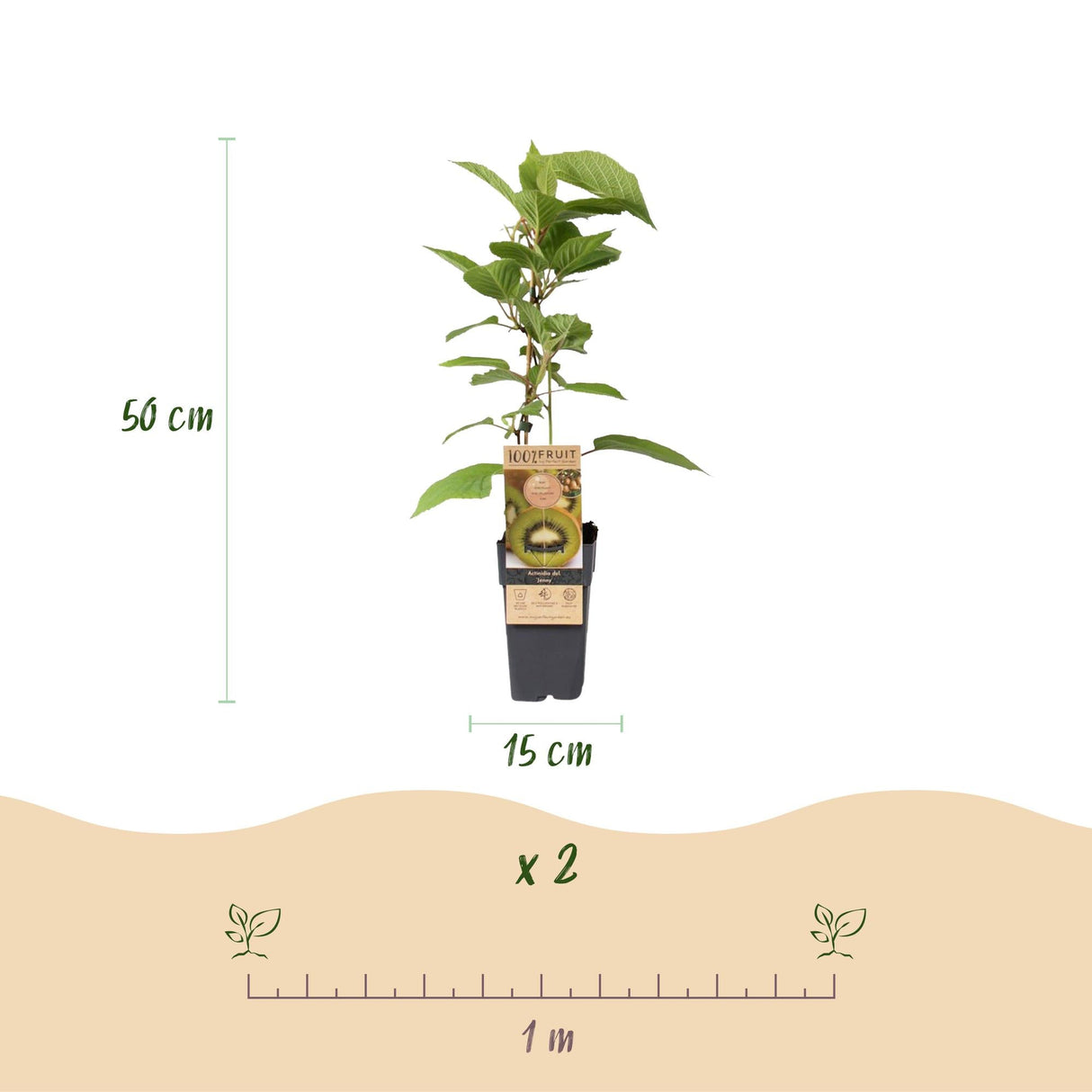 Livraison plante Kiwi Jenny – Lot de 2 – Pot 15 cm – Hauteur 50 cm
