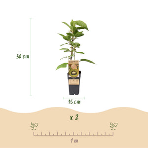 Livraison plante Kiwi Jenny – Lot de 2 – Pot 15 cm – Hauteur 50 cm