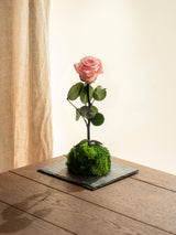 Livraison plante Kokedama - Rose éternelle - St Valentin