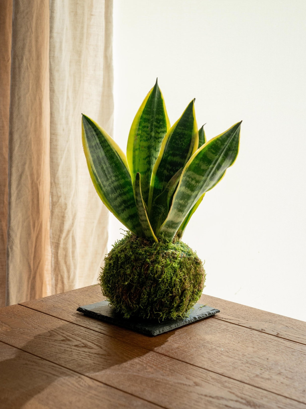 Livraison plante Kokedama - Sansevieria