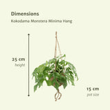 Livraison plante Kokodama Monstera - Lot de 2