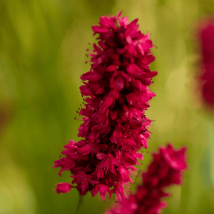 Livraison plante La renouée rouge