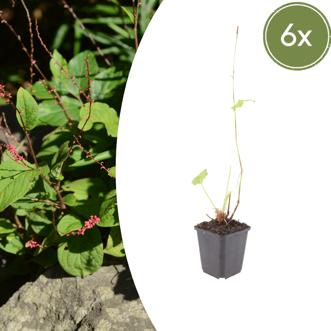 Livraison plante La renouée rouge