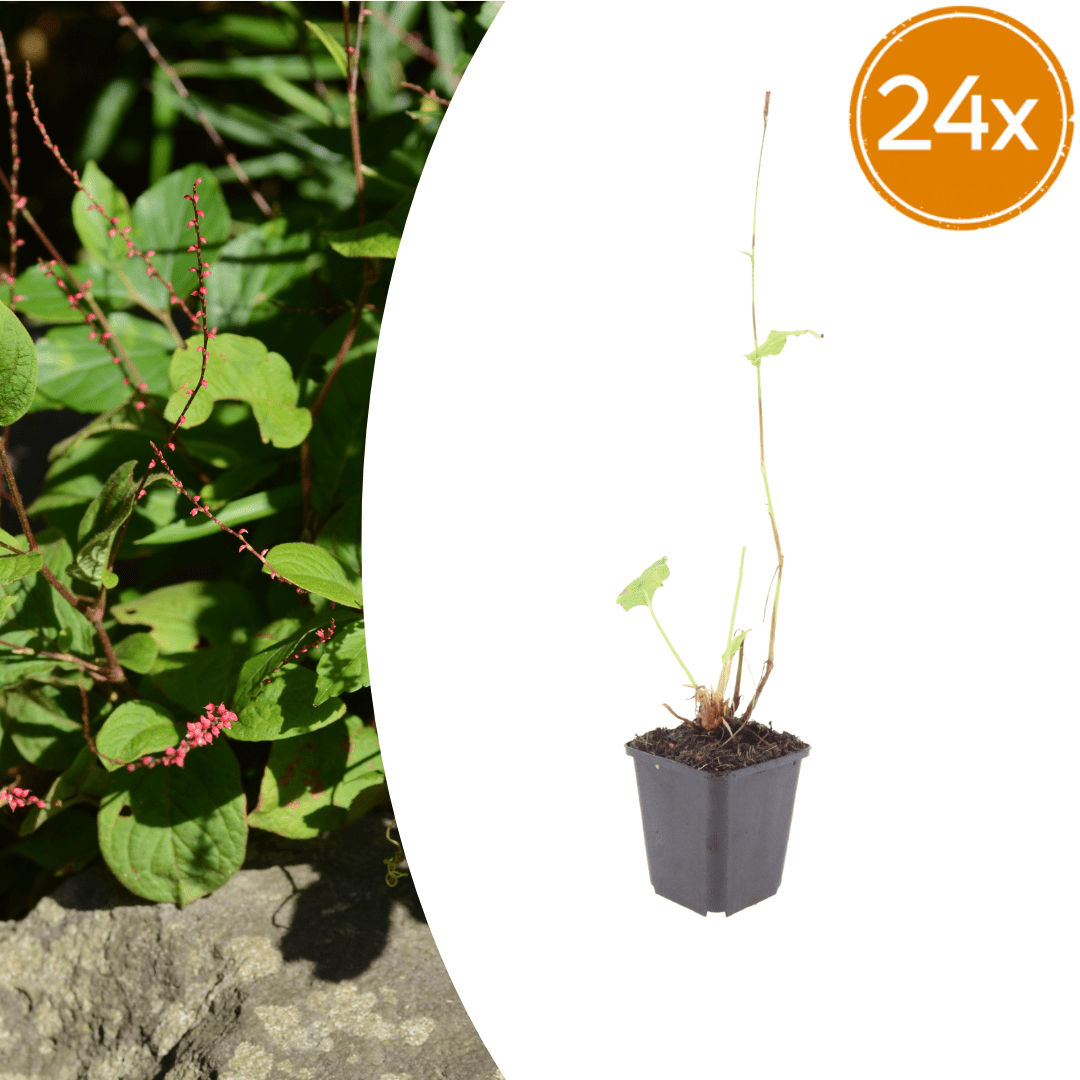 Livraison plante La renouée rouge
