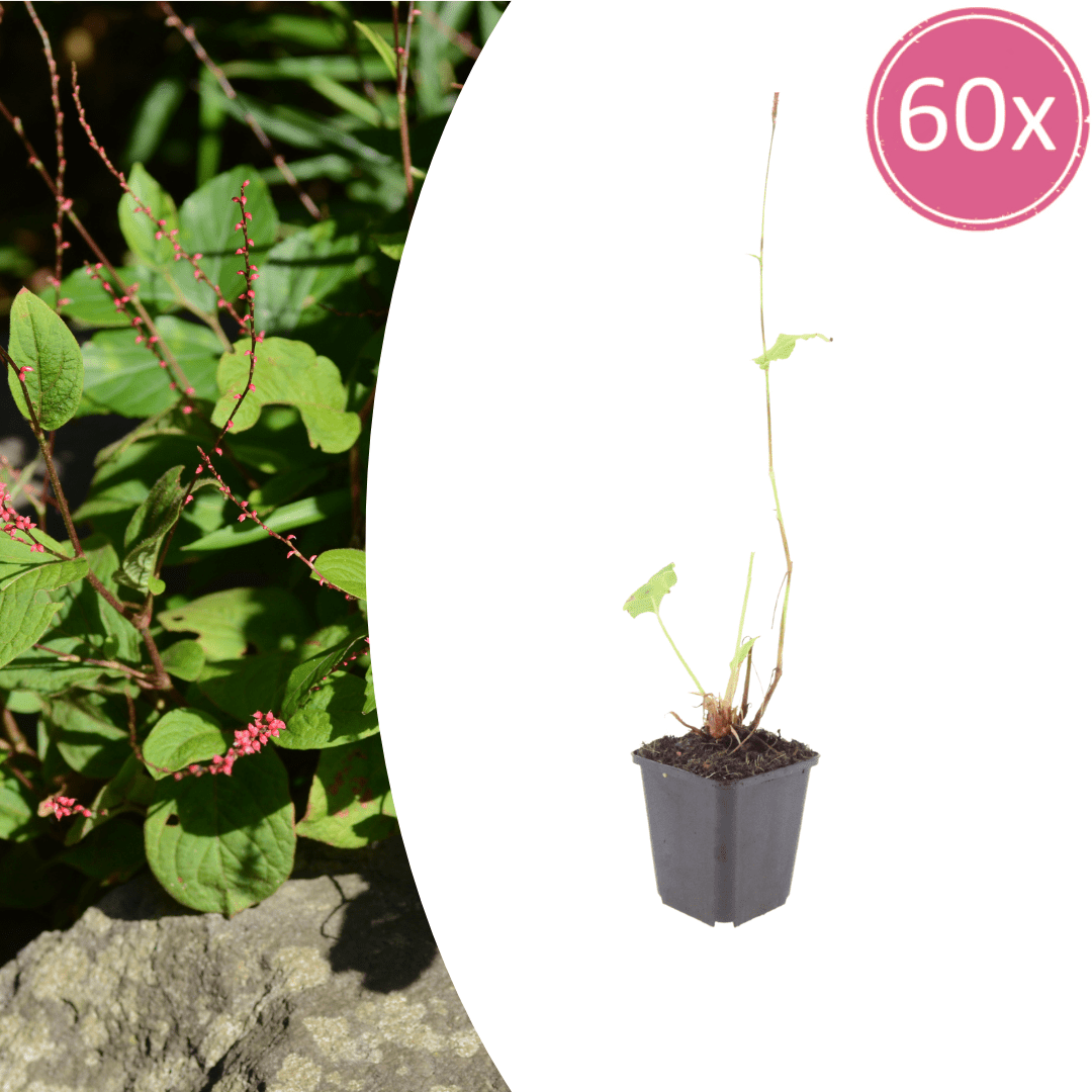 Livraison plante La renouée rouge