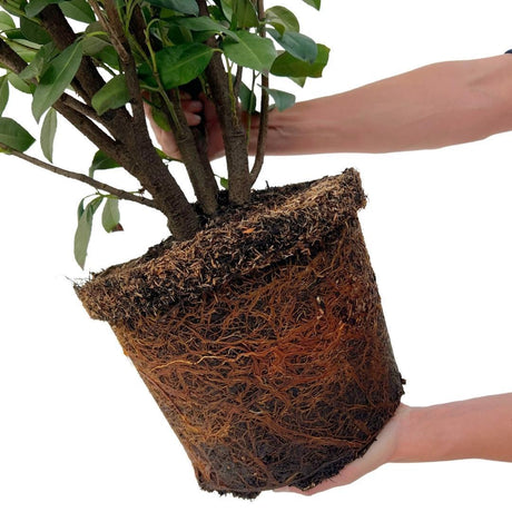 Livraison plante Laurier h150cm pour 10 mètres linéaires de haie 20x15L