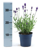 Livraison plante Lavande angustifolia Felice® lot de 6 - 12 cm - Plante fleurie extérieur