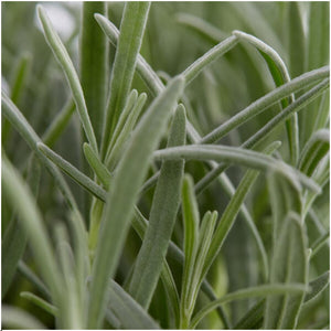 Livraison plante Lavande Angustifolia x 12