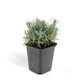 Livraison plante Lavande 'Hidcote' - Lot de 6