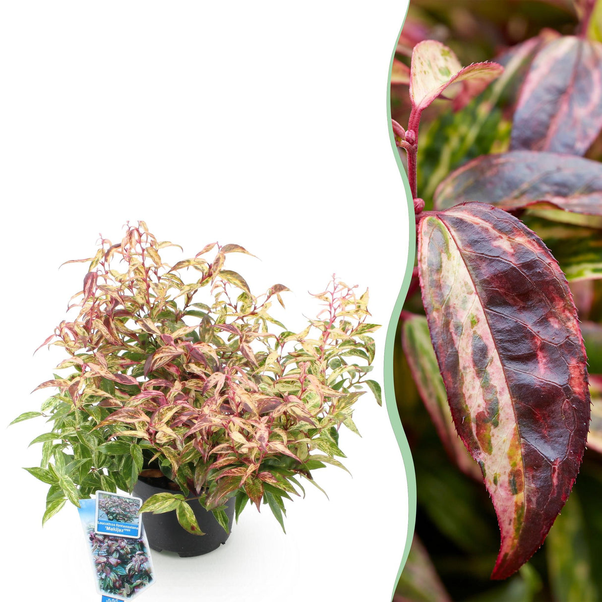 Livraison plante Leucothoe Makijaz x1