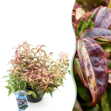 Livraison plante Leucothoe Makijaz x1