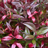 Livraison plante Leucothoe Zeblid – Lot de 2 – Pot 17 cm – Hauteur 45 cm
