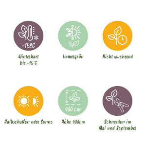 Livraison plante Ligustrum ovalifolium Aureum – Lot de 8 – Hauteur 35 - 40 cm