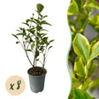 Livraison plante Ligustrum ovalifolium Aureum – Lot de 8 – Hauteur 35 - 40 cm