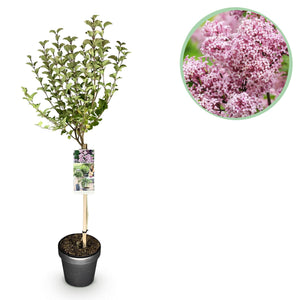 Livraison plante Lilas de Meyer Palibin – Pot 19 cm – Hauteur 90 cm