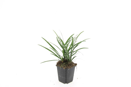 Livraison plante Liriope muscari 'Big Blue' - Lot de 6