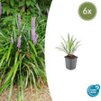 Livraison plante Liriope muscari Ingwersen