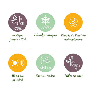 Livraison plante Lonicera Serotina – Lot de 2 – Pot 11 cm – Hauteur 40 cm