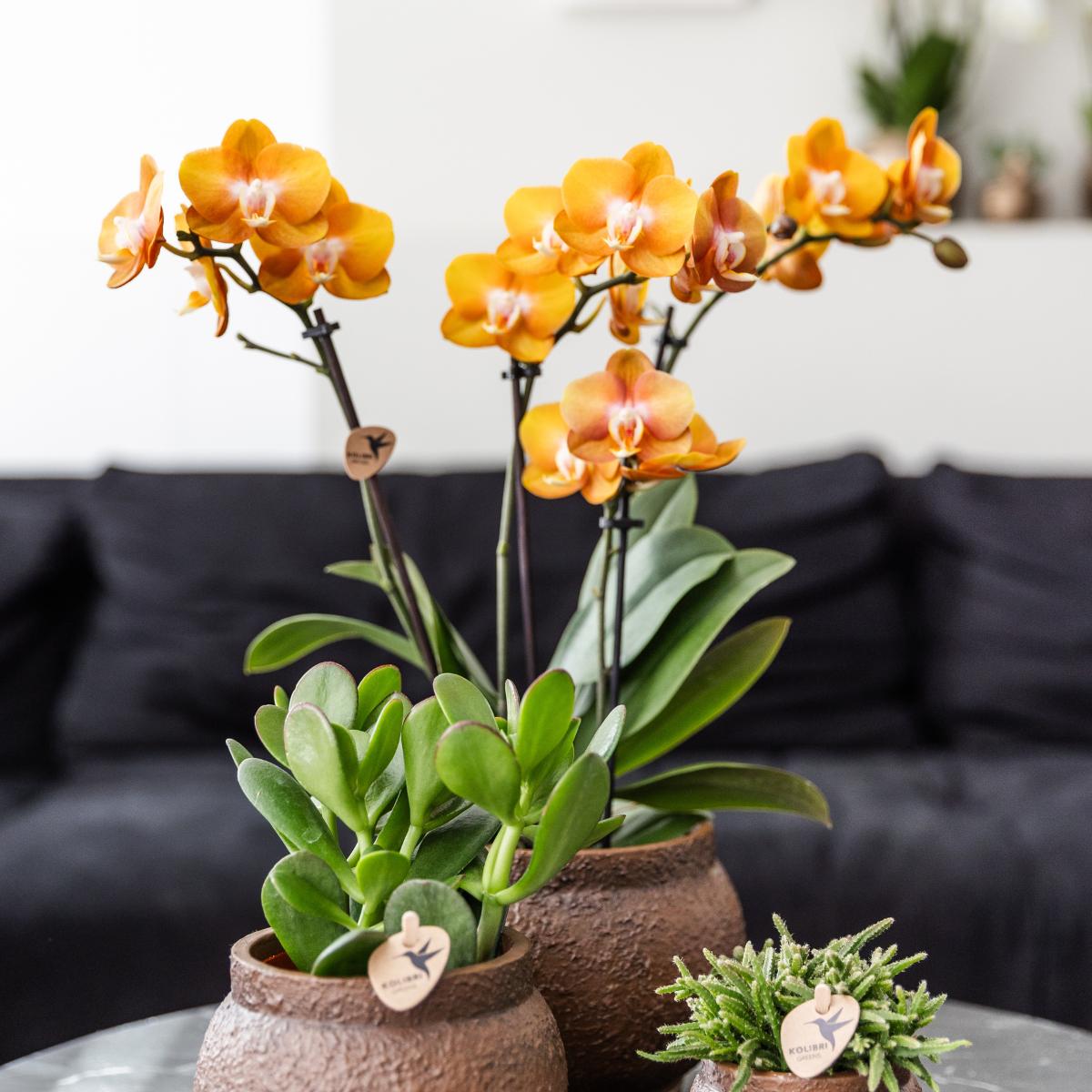 Livraison plante Lot de 2 Orchidées Phalaenopsis Orange - Fleurs Multiflores