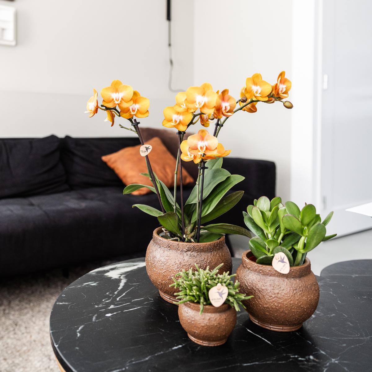 Livraison plante Lot de 4 orchidées Phalaenopsis orange - Las Vegas