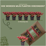 Livraison plante Lot de 6 gaulthéries mucronées rouge - Pernettya mucronata Ø12cm | ↨20cm