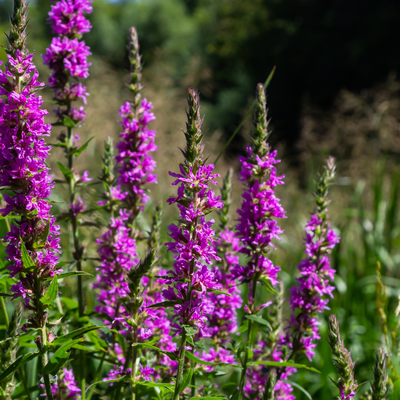 Almindelig Kattehale (Lythrum salicaria) 'Salicaire'