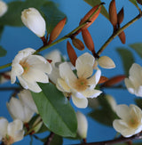 Livraison plante Magnolia Cream'