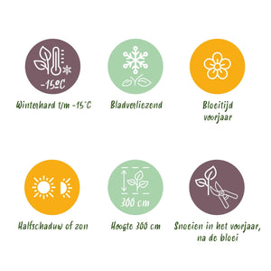 Livraison plante Magnolia George Henry Kern – Pot 12 cm – Hauteur 30 cm