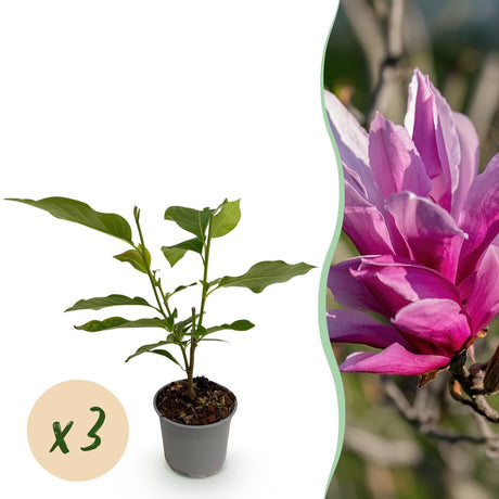 Livraison plante Magnolia liliiflora Nigra en pot