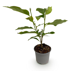 Livraison plante Magnolia Ricki – Lot de 1 – Pot 12 cm – Hauteur 30 cm