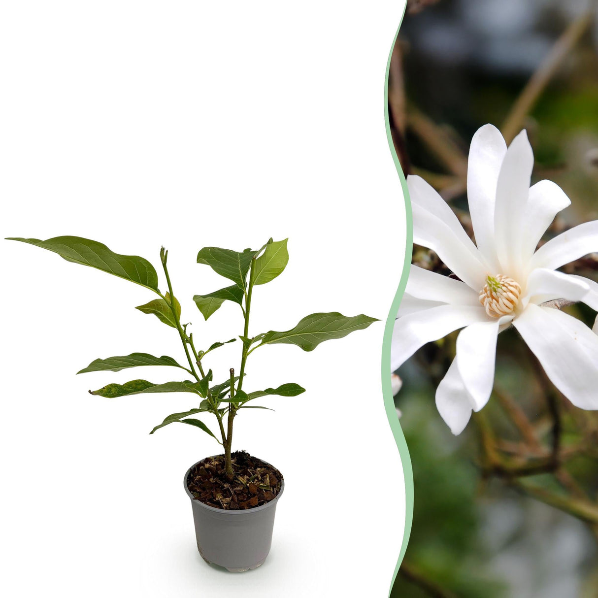 Livraison plante Magnolia stellata – Lot de 1 – Pot 12 cm – Hauteur 30 cm