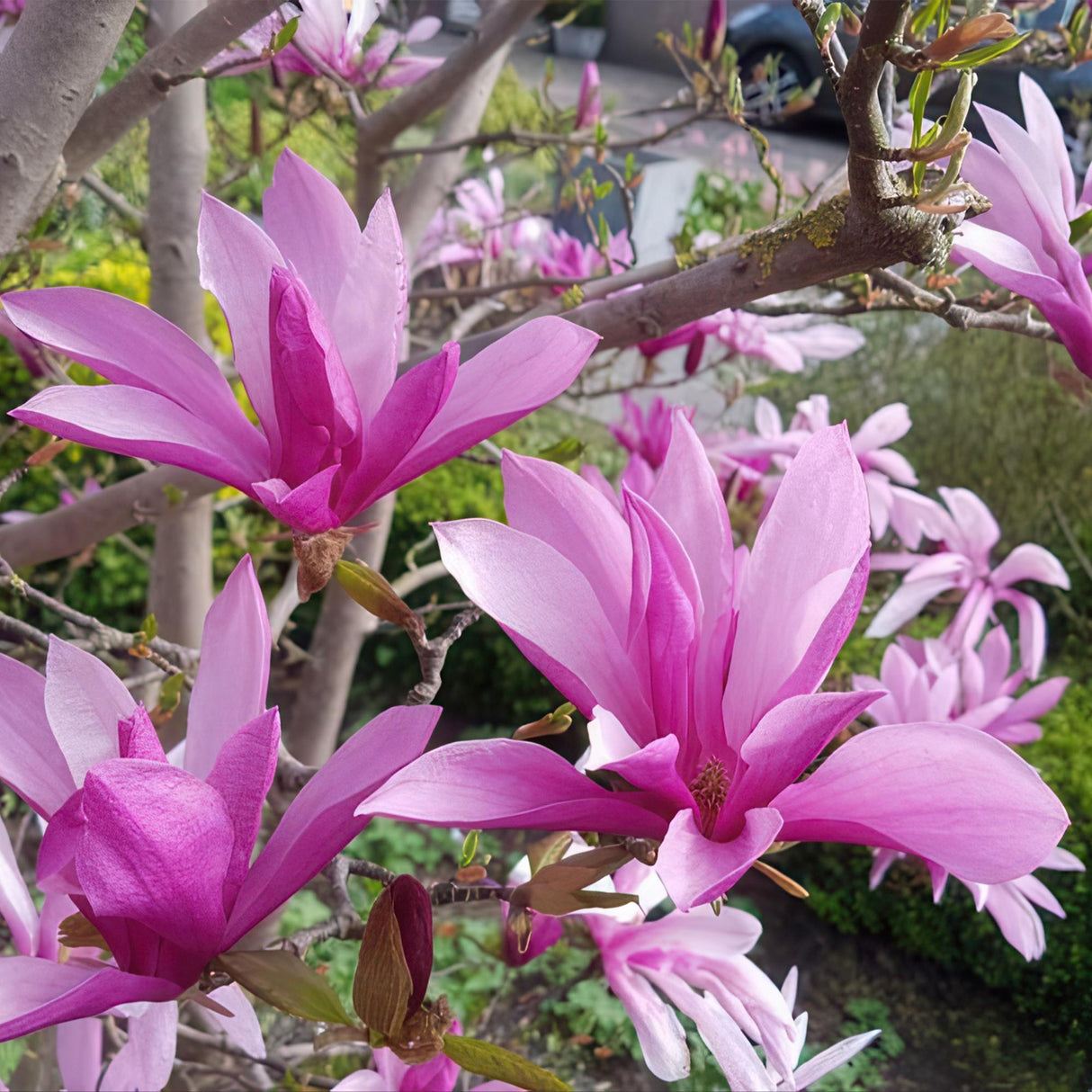 Livraison plante Magnolia Susan – Lot de 1 – Pot 19 cm – Hauteur 90 cm