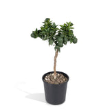 Livraison plante Mandarinier - 45 cm - Ø15 - Arbuste fruitier - Plante d'extérieur