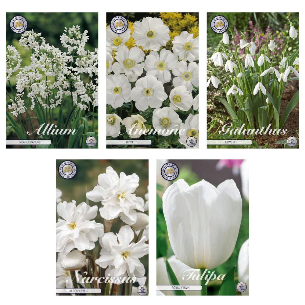 Livraison plante Mélange Bulbes : Allium, Anémone, Galanthus, Narcisse, Tulipe - 62 bulbes