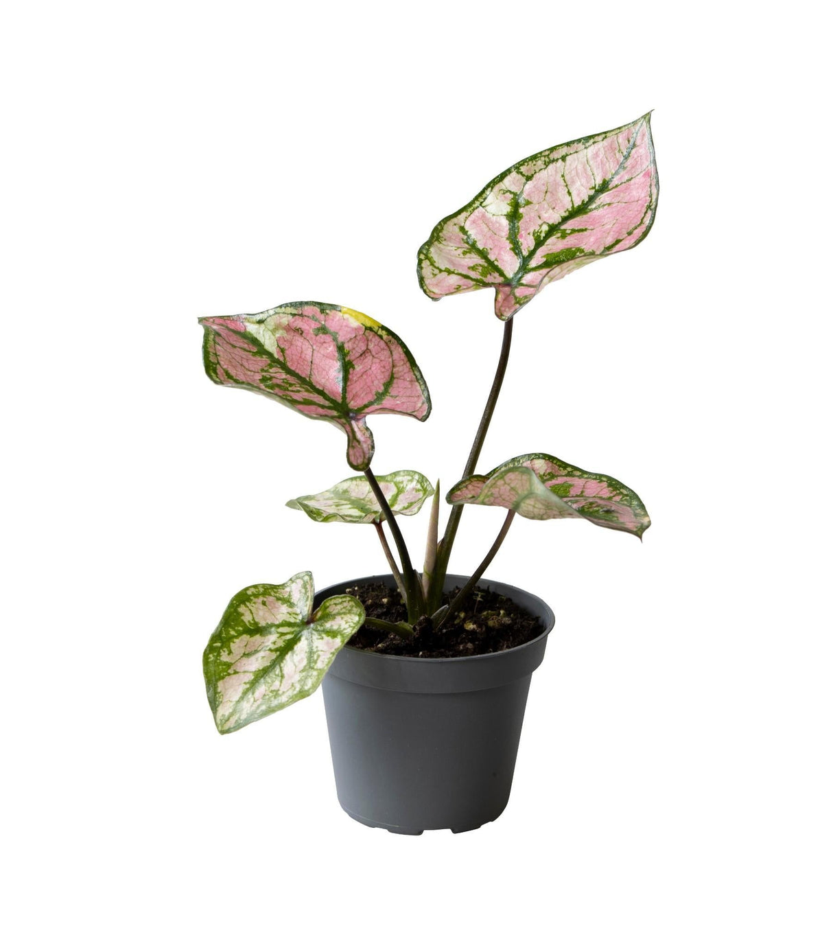 Livraison plante Mini Caladium Purple