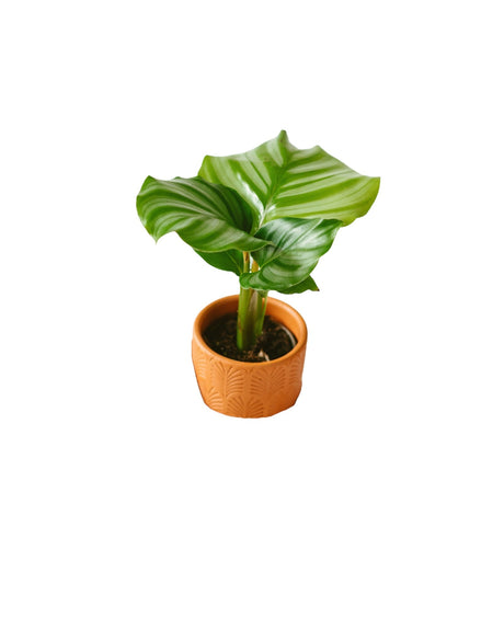 Livraison plante Mini Calathéa orbifolia