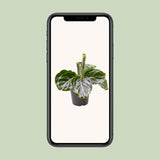 Livraison plante Mini Calathea Roseopicta Green