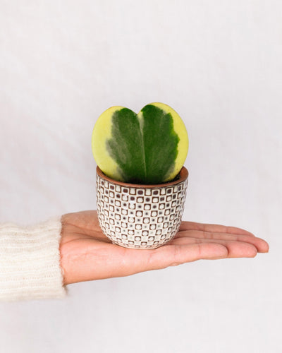 Mini Hoya hjerte variegata