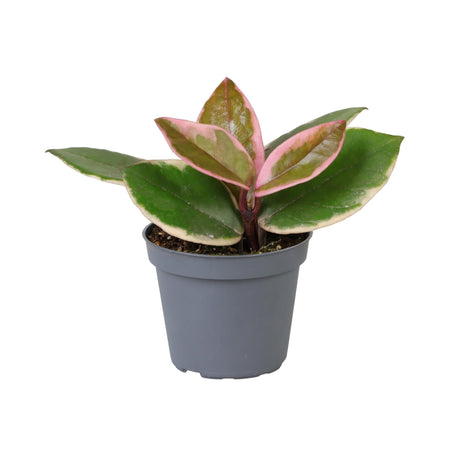 Livraison plante Mini Hoya Flamingo Dream