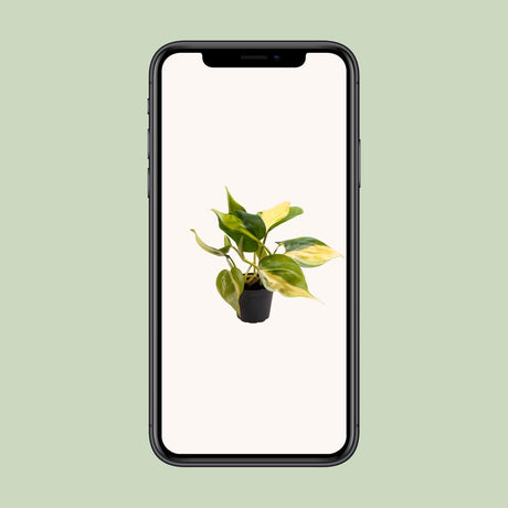 Livraison plante Mini Philodendron Scandens Brasil