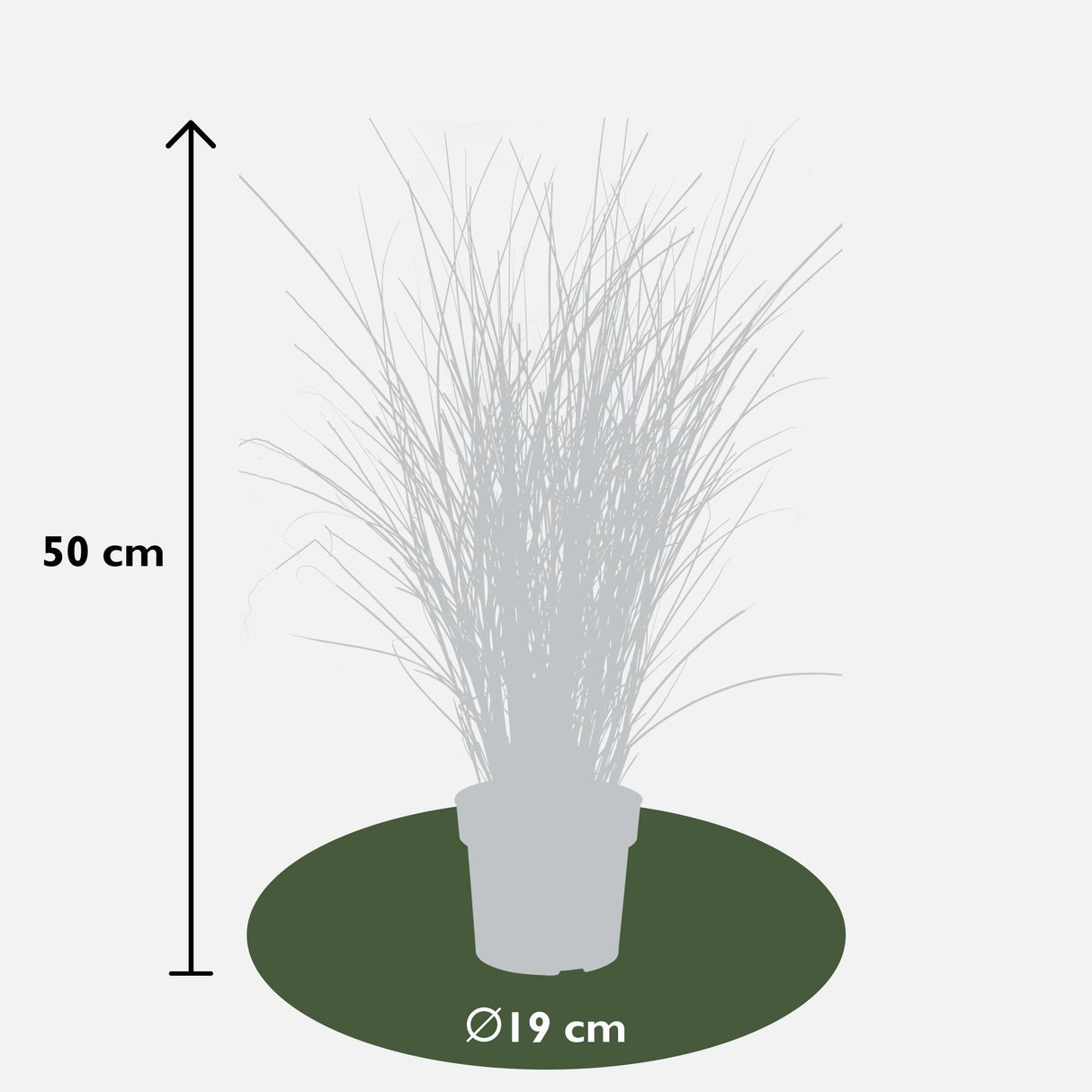 Livraison plante Miscanthus sinensis 'mince' - ↨50cm - Ø19 - plante d'extérieur graminée
