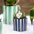 Livraison plante Mix de Plantes Vertes avec Pots Decoratifs Painted Stripe