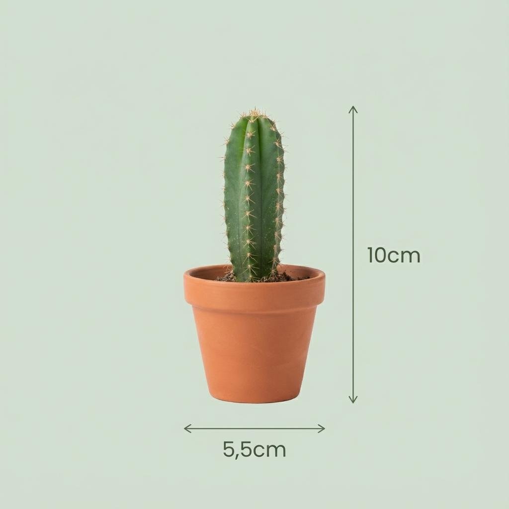 Livraison plante Mix mini Cactus - Pot terracota inclus