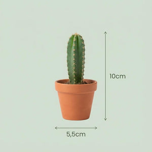 Livraison plante Mix mini Cactus - Pot terracota inclus