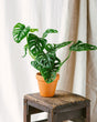 Livraison plante Monstera Adansonii