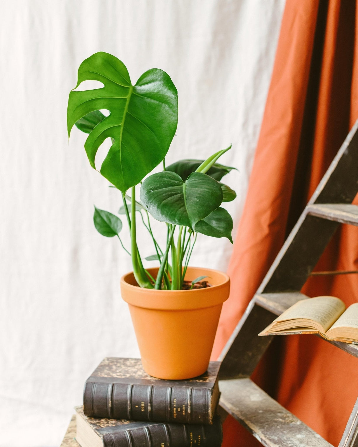 Livraison plante Monstera Deliciosa