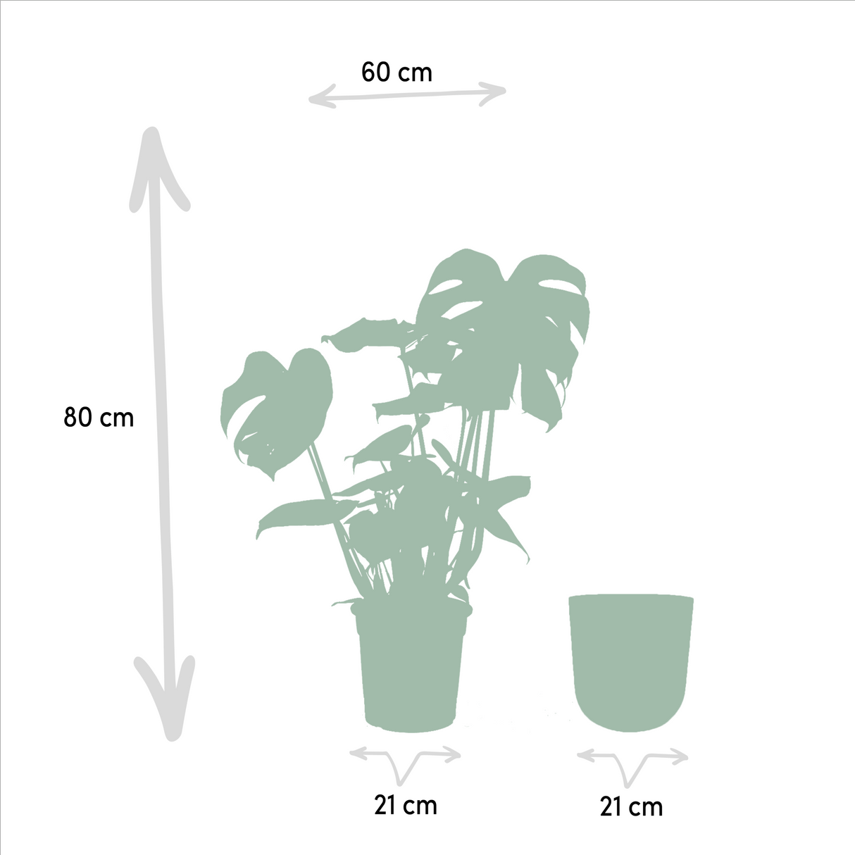 Livraison plante Monstera deliciosa et son cache - pot noir