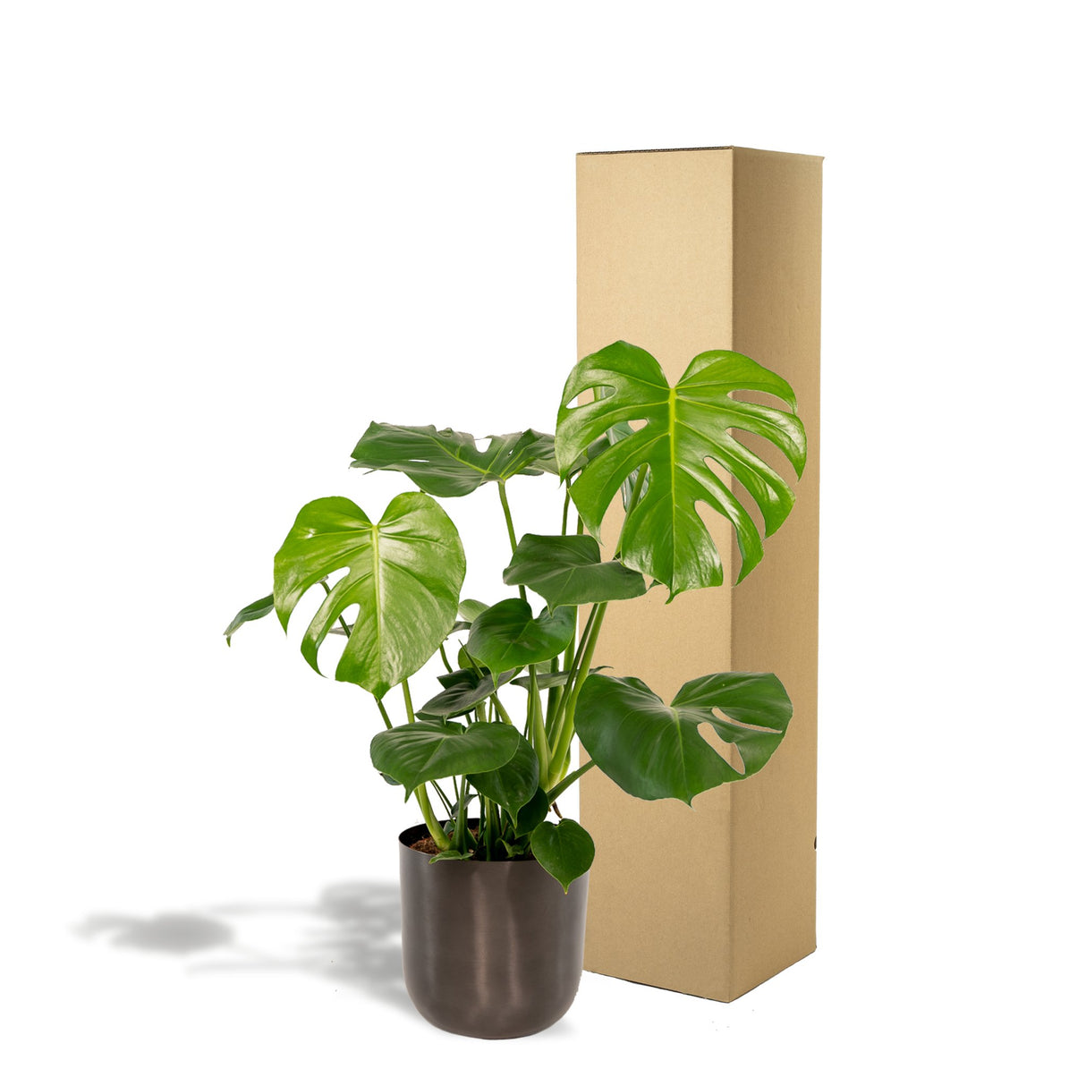 Livraison plante Monstera deliciosa et son cache - pot noir