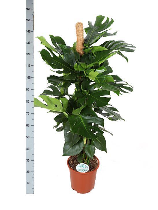 Livraison plante Monstera Deliciosa et son pot